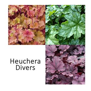 Afbeelding van VP Heuchera P19 Divers